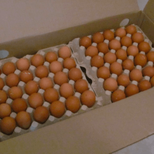 Freshly Laid Table Eggs Jumbo 66-72g