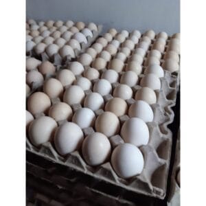 Fertile Broiler Eggs
