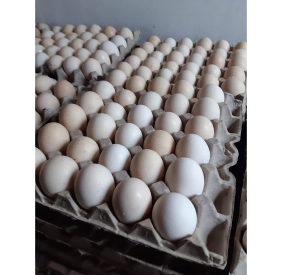 Fertile Broiler Eggs