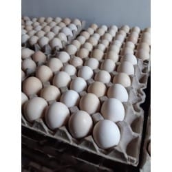Fertile Broiler Eggs