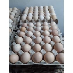 Fertile Broiler Eggs