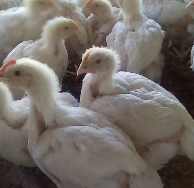 Four Weeks Old Broiler Chicks