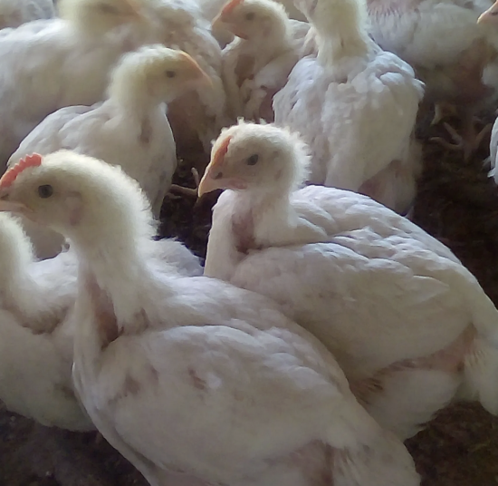 Four Weeks Old Broiler Chicks