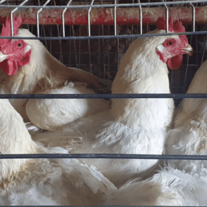 Slaughtered Hardbody Chickens