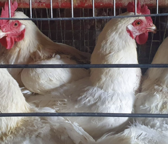 Slaughtered Hardbody Chickens