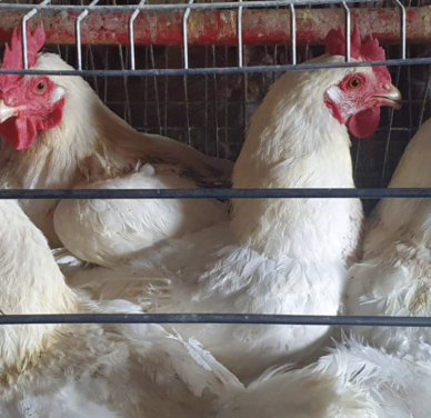 Slaughtered Hardbody Chickens