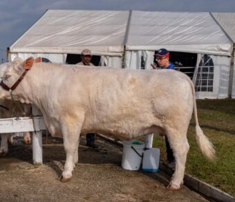 Charolais Cattle