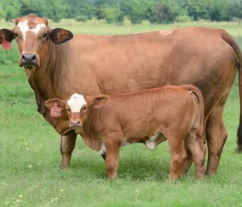 Simbra Cattle