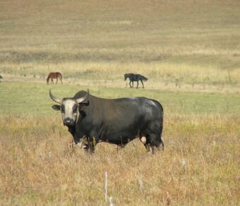 Nguni Cattle