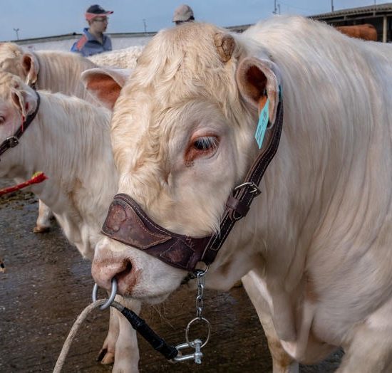 Charolais Cattle