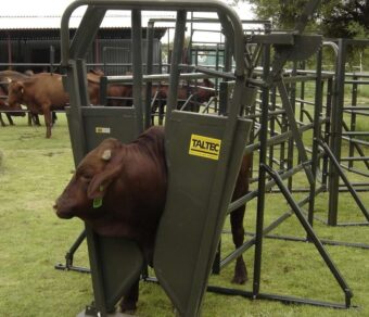 Cattle Neck Clamp (Brahman)
