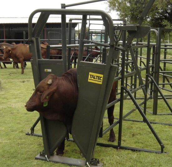 Cattle Neck Clamp (Brahman)