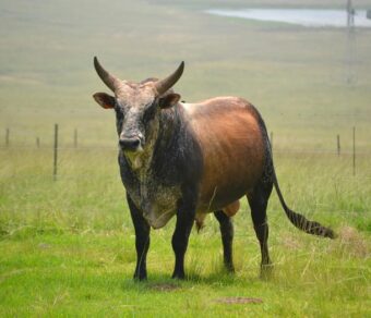 Nguni Cattle
