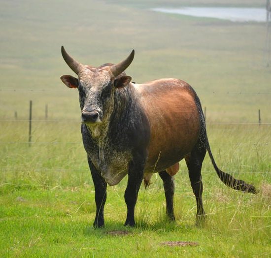 Nguni Cattle