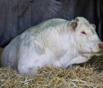 Charolais Cattle