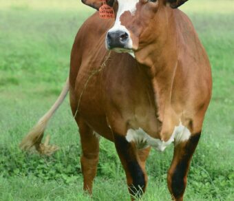 Simbra Cattle