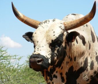 Nguni Cattle