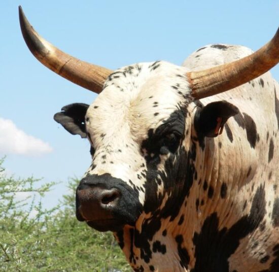 Nguni Cattle