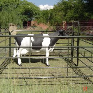 Cattle Kraal Side