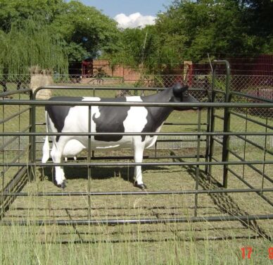 Cattle Kraal Side