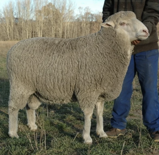 Full Blood Merino Sheep