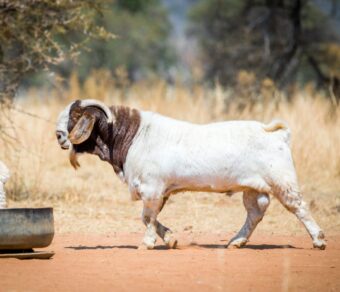 Full Blood Boer Goat