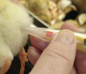 Day Old Broiler Chicks A Grade