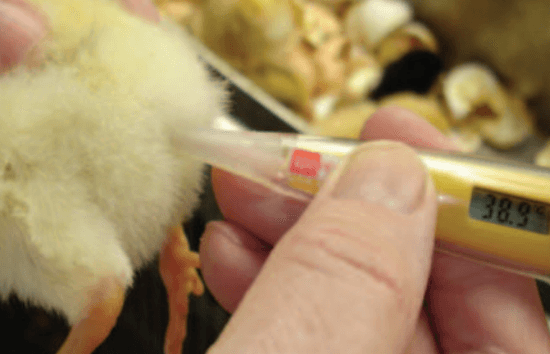 Day Old Broiler Chicks A Grade