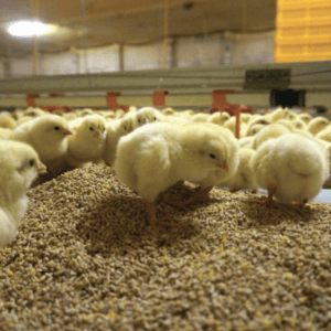 Day Old Broiler Chicks B Grade