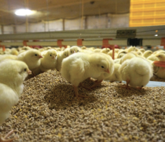 Day Old Broiler Chicks A Grade