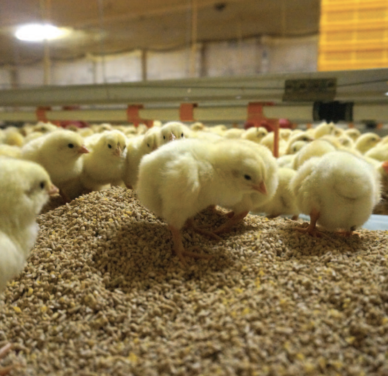 Day Old Broiler Chicks B Grade