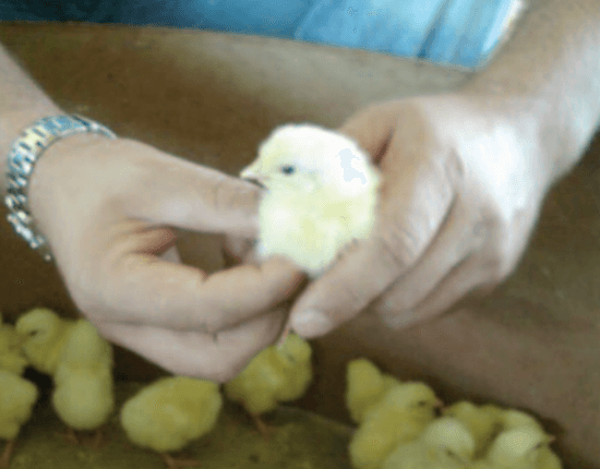 Day Old Broiler Chicks A Grade