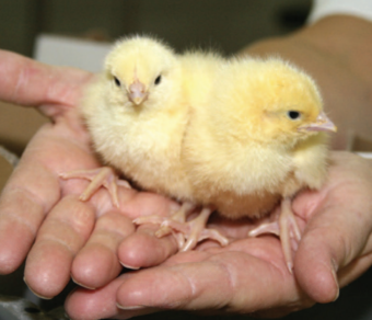 Day Old Broiler Chicks A Grade