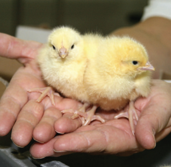 Day Old Broiler Chicks A Grade