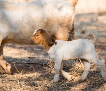 Full Blood Boer Goat