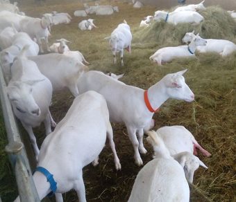 Full Blood Saanen Milk Goats
