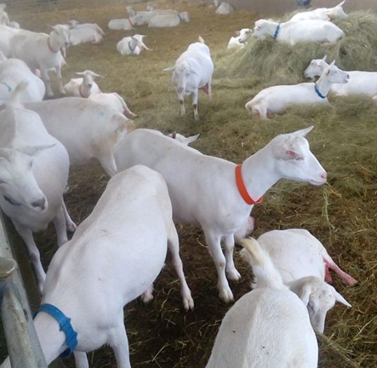 Full Blood Saanen Milk Goats