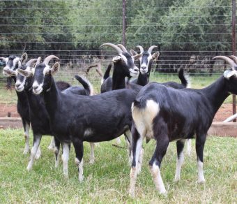 Alpine Goats ( Milk Goats)