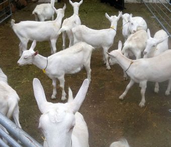 Full Blood Saanen Milk Goats