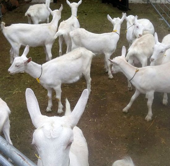 Full Blood Saanen Milk Goats