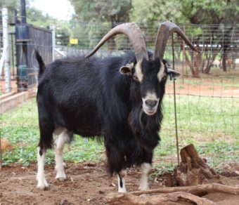 Alpine Goats ( Milk Goats)