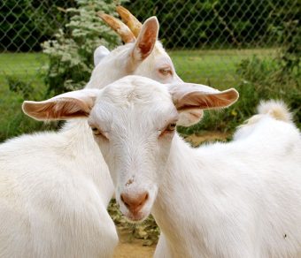 Full Blood Saanen Milk Goats