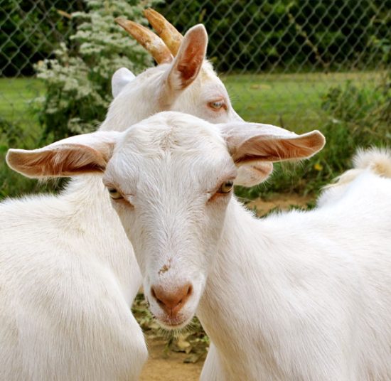 Full Blood Saanen Milk Goats