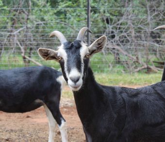 Alpine Goats ( Milk Goats)
