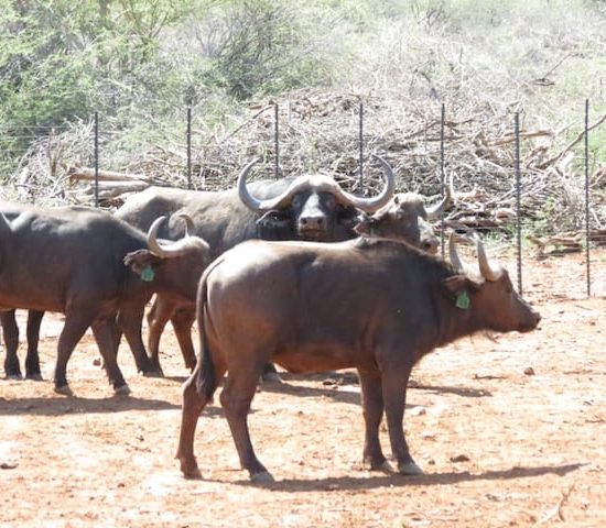 1 Year old Buffalo Bulls for sale