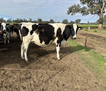 Holstein Cattle