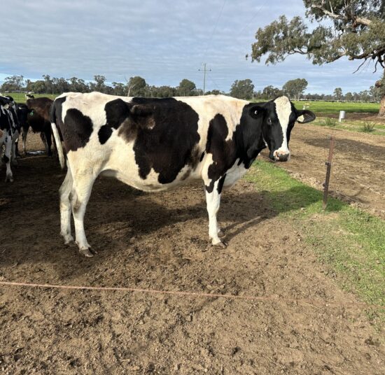 Holstein Cattle