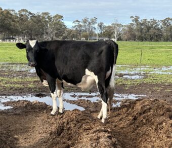 Holstein Cattle