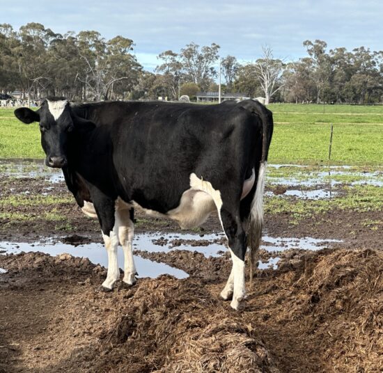 Holstein Cattle