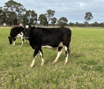 Holstein Cattle
